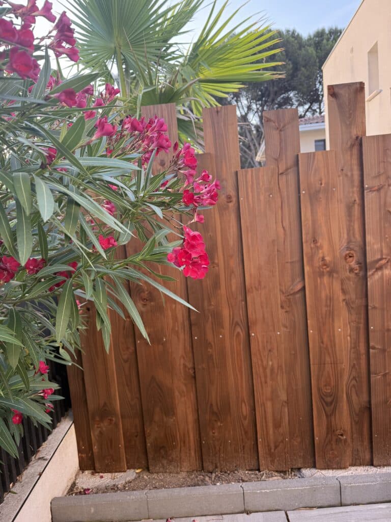 Magnifique buisson d'oléandre rose en fleurs devant une clôture en bois marron. Un palmier et une maison se distinguent à l'arrière-plan.